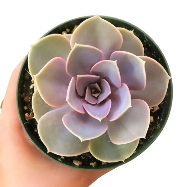 Echeveria Perle Von Nurnberg - Image 5