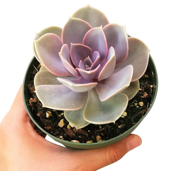 Echeveria Perle Von Nurnberg - Image 6