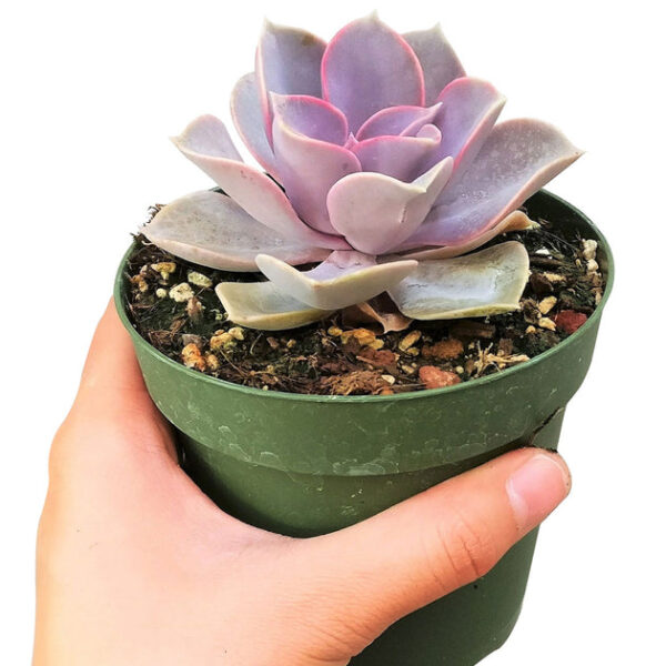 Echeveria Perle Von Nurnberg - Image 7