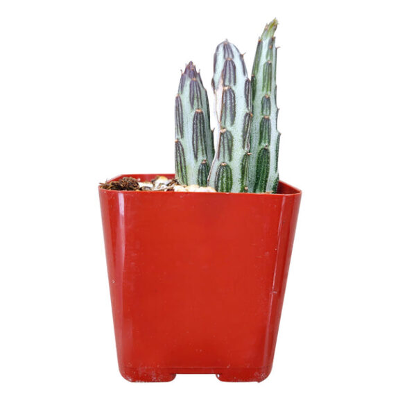 Pickle Plant Kleinia Stapeliiformis Cactus - Image 2