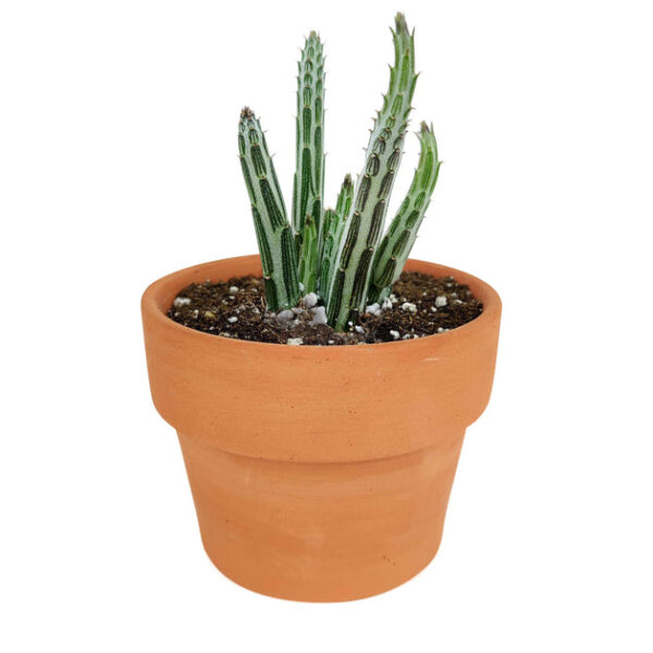 Pickle Plant Kleinia Stapeliiformis Cactus - Image 8