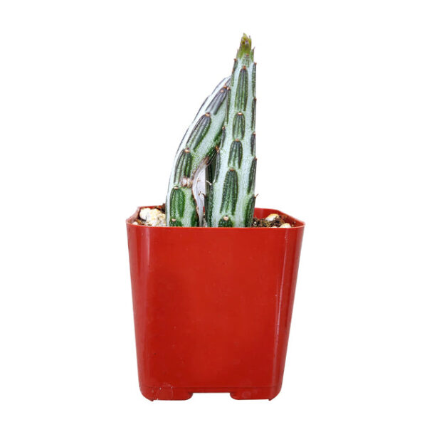 Pickle Plant Kleinia Stapeliiformis Cactus - Image 3