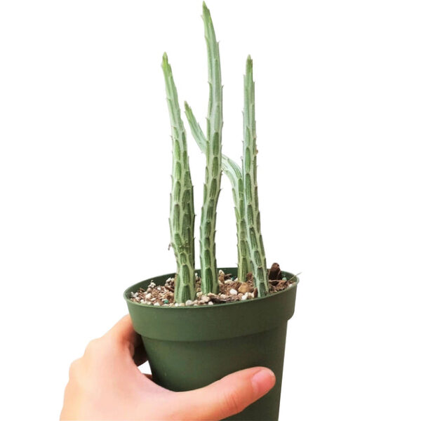 Pickle Plant Kleinia Stapeliiformis Cactus - Image 7