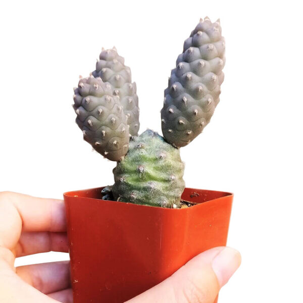 Pine Cone Cactus Tephrocactus - Image 2
