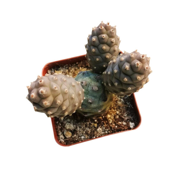 Pine Cone Cactus Tephrocactus - Image 4