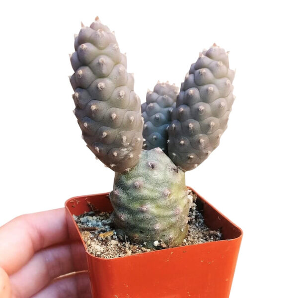 Pine Cone Cactus Tephrocactus - Image 5