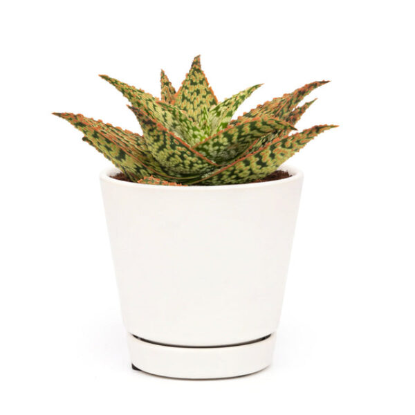 Pink Blush Aloe Succulent - Image 7