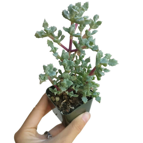 Pink Ice Plant Succulent - Image 5