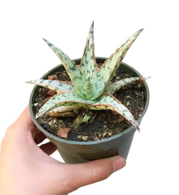 Pink Blush Aloe Succulent - Image 6