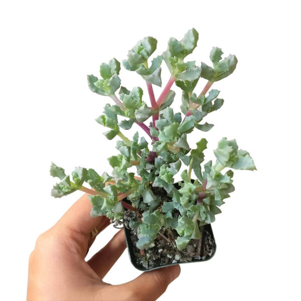 Pink Ice Plant Succulent - Image 4
