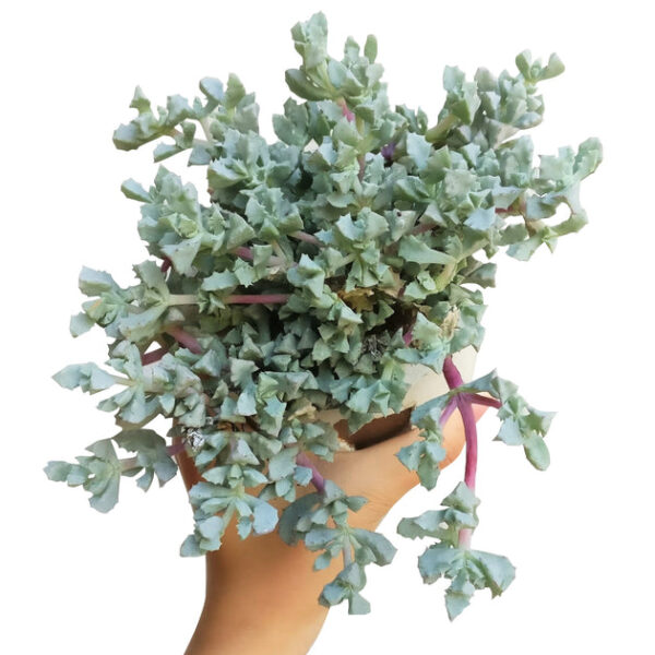 Pink Ice Plant Succulent - Image 3
