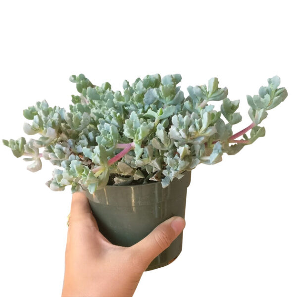 Pink Ice Plant Succulent - Image 2