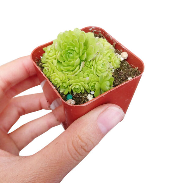 Rosularia Platyphylla - Image 6