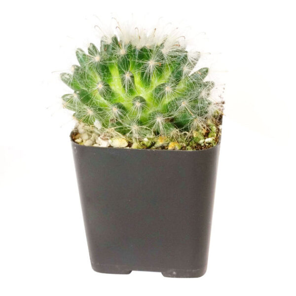 Powder Puff Cactus Mammillaria - Image 6