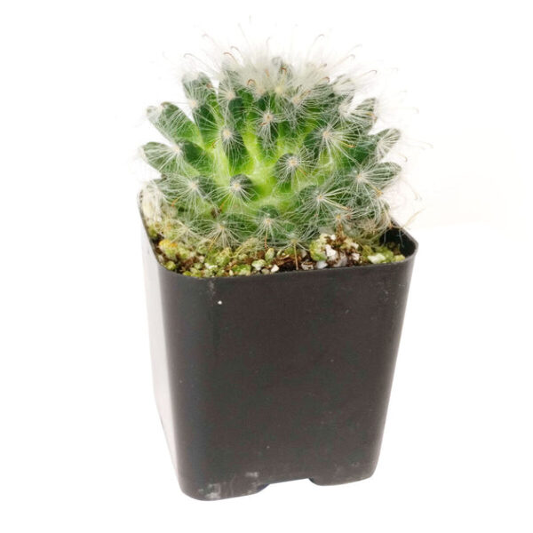 Powder Puff Cactus Mammillaria - Image 5