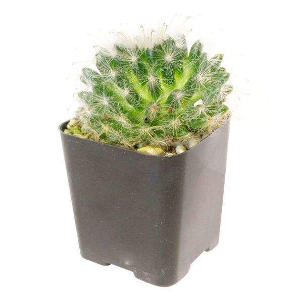 Powder Puff Cactus Mammillaria - Image 7