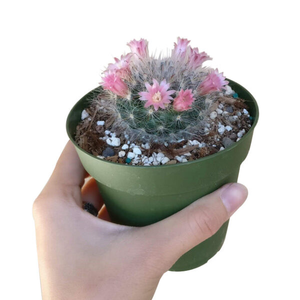 Powder Puff Cactus Mammillaria - Image 4