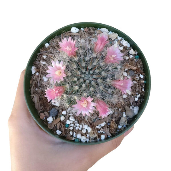 Powder Puff Cactus Mammillaria - Image 3