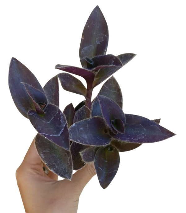Purple Heart Tradescantia Pallida - Image 6