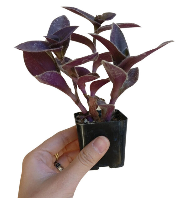 Purple Heart Tradescantia Pallida - Image 5