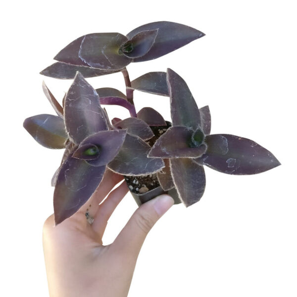 Purple Heart Tradescantia Pallida - Image 4