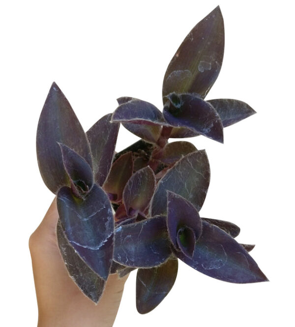 Purple Heart Tradescantia Pallida - Image 7