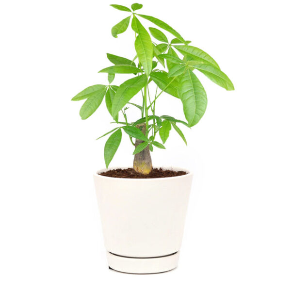 Pachira Stump Money Tree - Image 6