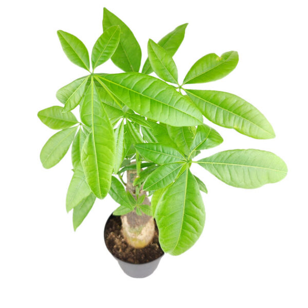 Pachira Stump Money Tree - Image 4