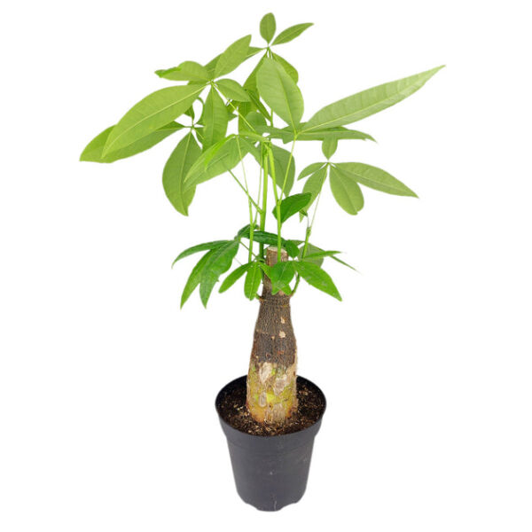 Pachira Stump Money Tree - Image 2