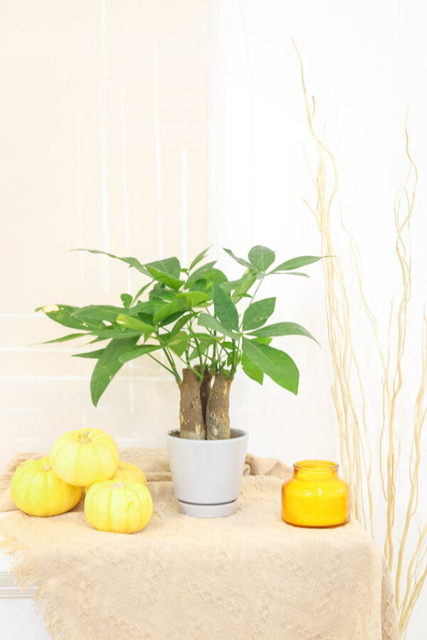 Pachira Stump Money Tree - Image 8