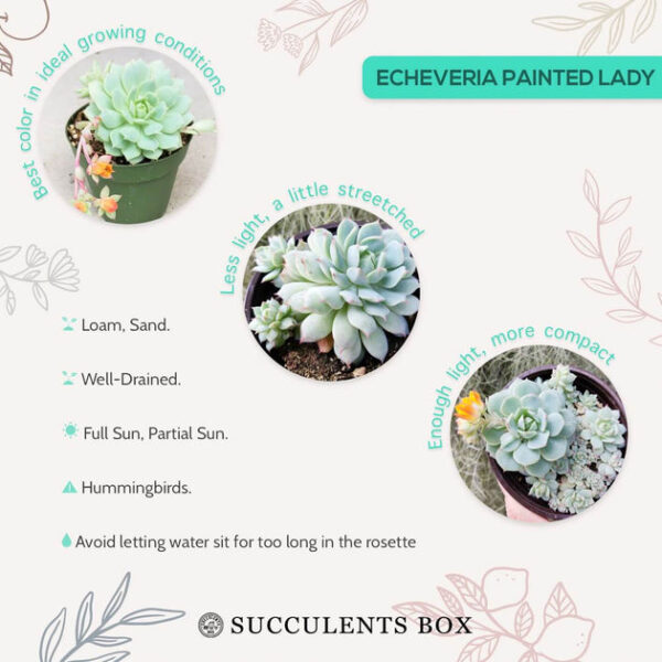 Echeveria Painted Lady - Image 7