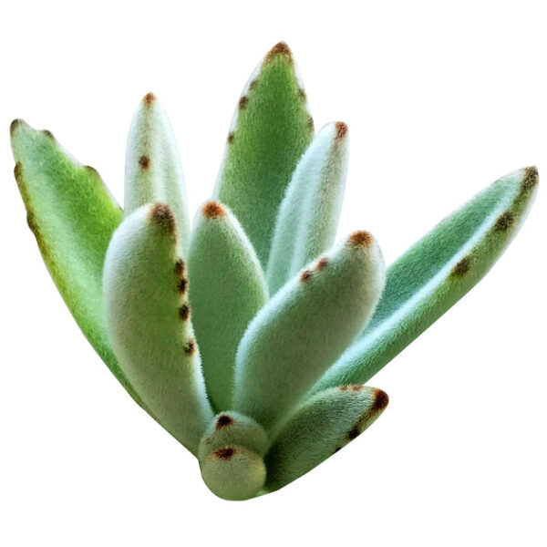 Panda Plant Kalanchoe - Image 2