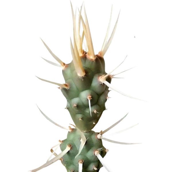 Paper Spine Cactus Tephrocactus - Image 4