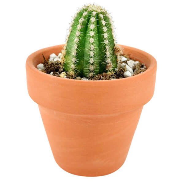 Peanut Cactus Echinopsis - Image 3