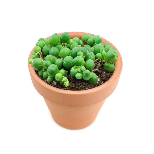 String Of Pearls Senecio Rowleyanus - Image 3