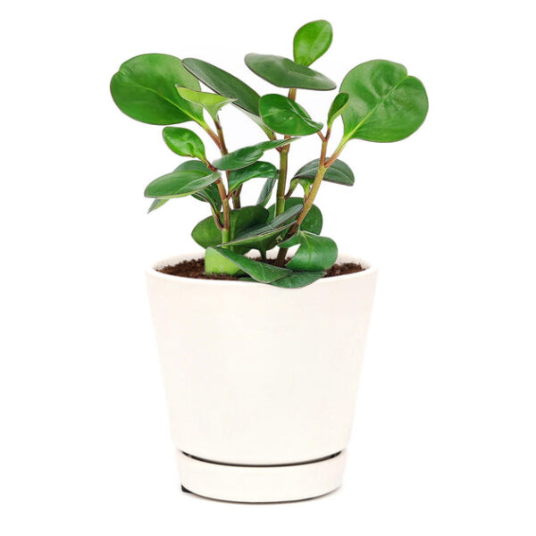 Peperomia Obtusifolia Green - Image 8