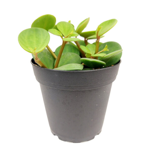 Peperomia Hope - Image 3