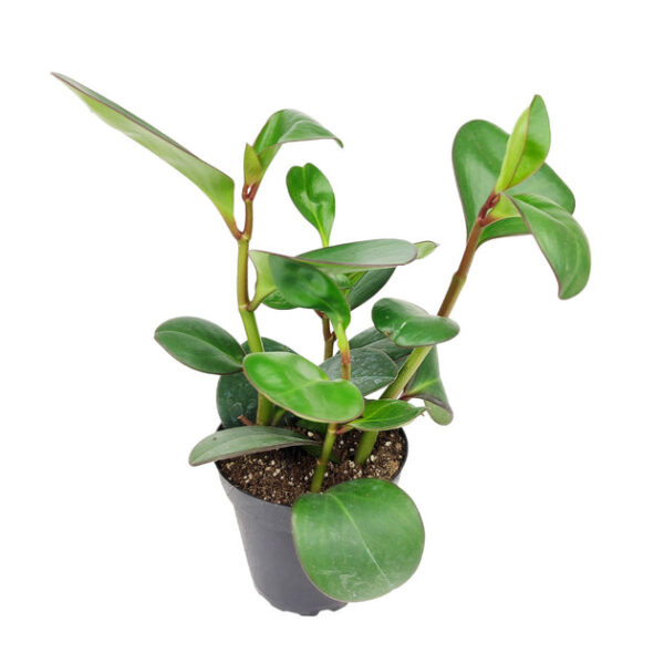 Peperomia Obtusifolia Green - Image 7