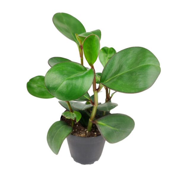 Peperomia Obtusifolia Green - Image 3