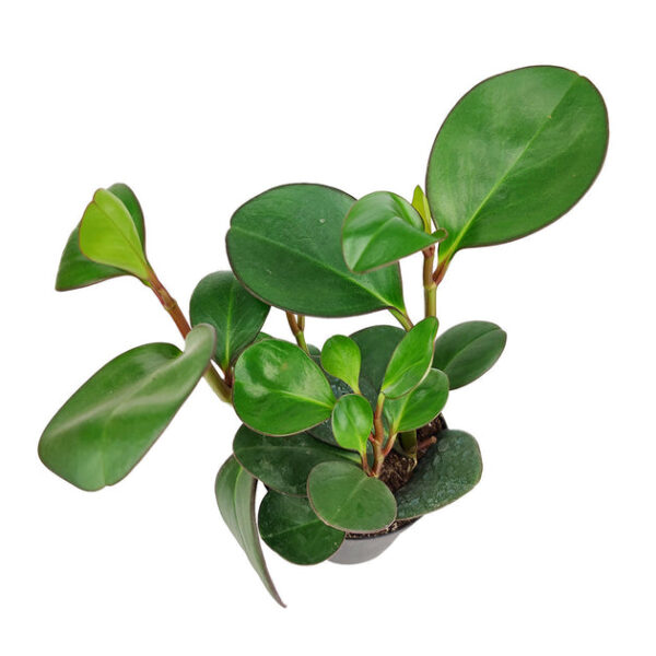 Peperomia Obtusifolia Green - Image 4