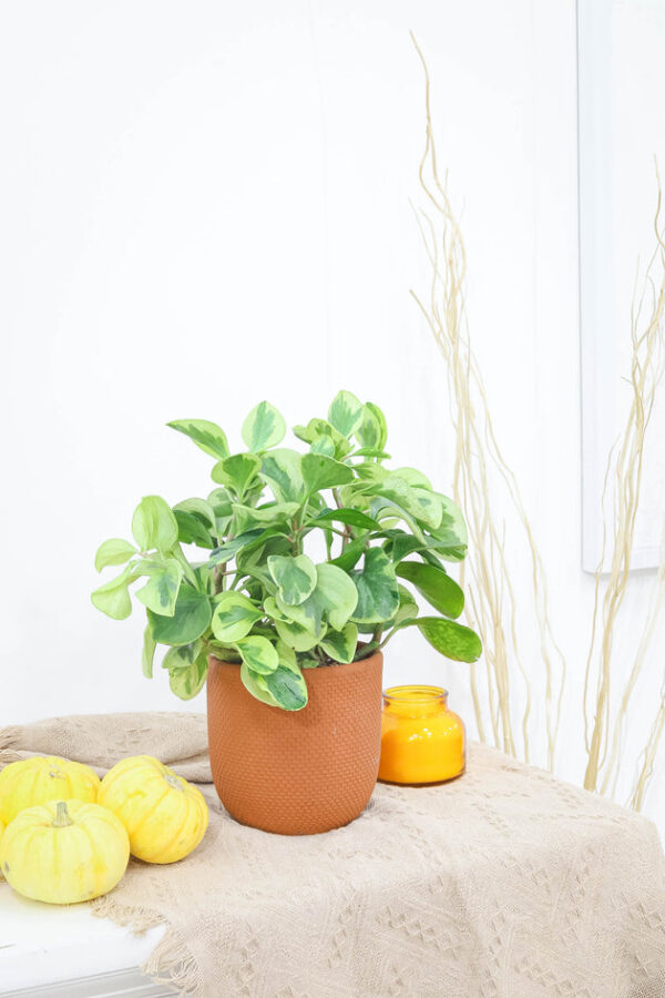 Peperomia Obtusifolia Variegata - Image 6