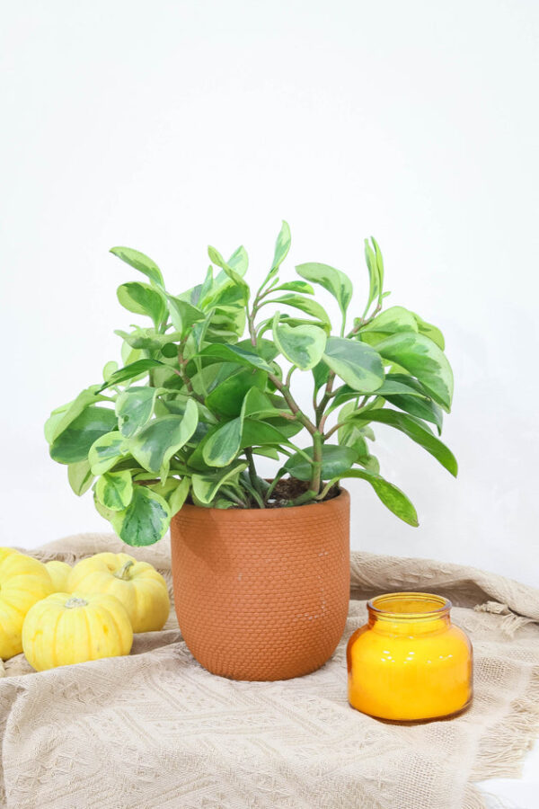 Peperomia Obtusifolia Variegata - Image 7