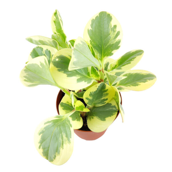 Peperomia Obtusifolia Variegata - Image 3