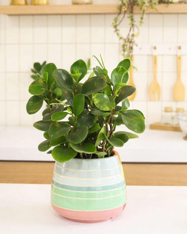 Peperomia Obtusifolia Green - Image 5