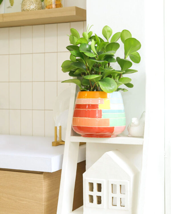 Peperomia Obtusifolia Green - Image 6
