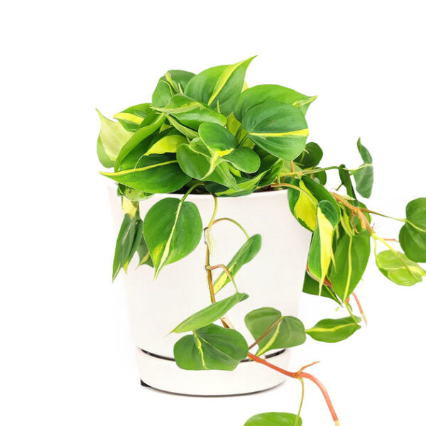 Philodendron Cordatum Brasil - Image 6