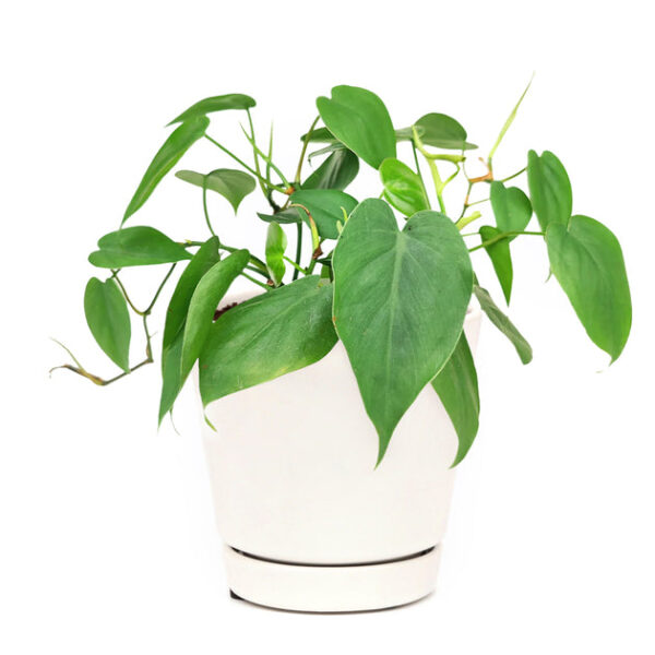 Philodendron Cordatum - Image 9