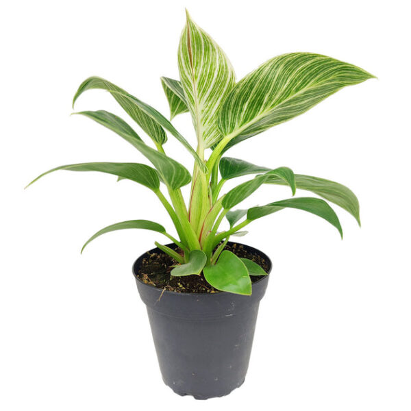 Philodendron Birkin - Image 3