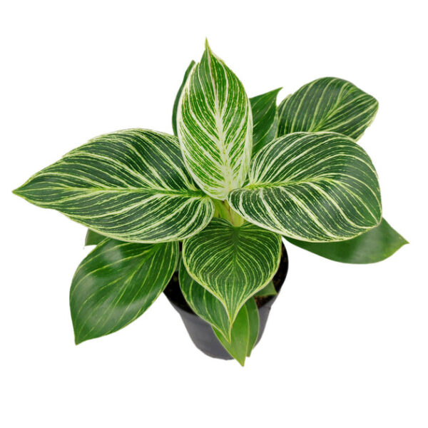 Philodendron Birkin - Image 2