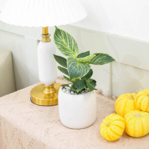 Philodendron Birkin